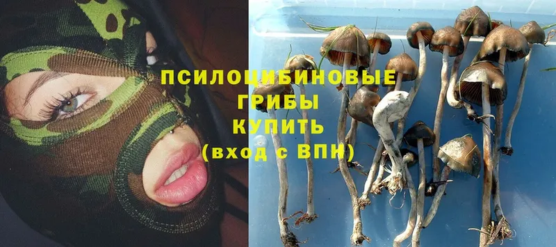 Псилоцибиновые грибы мухоморы  Кущёвская 